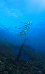 Wall Mural - Underwater photo of school of barracuda fish. Scuba dive from the shipwreck USS Liberty in Tulamben, Bali, Indonesia.