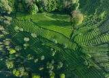 Aerial view of tea farm landscape in China