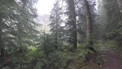 Poster - Thick Fog Just Beyond Forest in Valley Outside of Mount Rainier