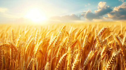 Wall Mural - Close up wheat field at golden hour, bathed in warm sunlight, whole grain field. Generative AI