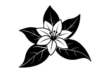 Sticker - jasmine flower vector illustration