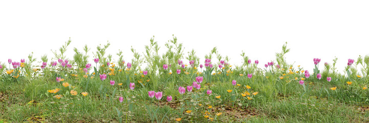Wall Mural - Flowers and grass cut out on transparent background 3d rendering