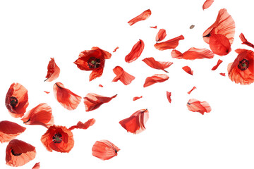 Wall Mural - set of poppies