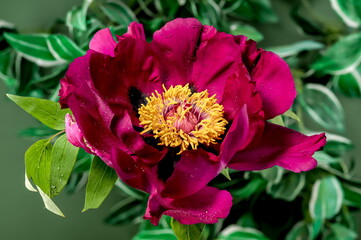 Wall Mural - Blooming red peony on a green background