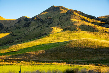 Wall Mural - Green Pasture in Southland Region - New Zealand