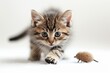 © Twinny B Studio - Charming young tabby kitten caught leaping joyfully, playing with a toy mouse in soft, evenly lit surroundings on a white backdrop