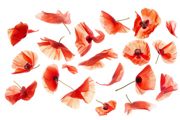 Poppy Pattern isolated on a transparent background