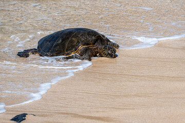 Wall Mural - Portrait of a green sea turtle with foam and water from the surf flowing around it on a smooth golden sand beach, Hookipa Beach, Maui, Hawaii
