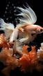 Beautiful movement of golden and white betta fish. Two red and one white Siamese fighting fish flying in the air