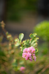 Wall Mural - The Lagerstroemia indica must have hot summers in order to flower successfully, otherwise Lagerstroemia indica will show weak bloom and Lagerstroemia indica is more vulnerable