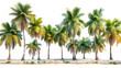palm tree on the beach,
A set of coconut palm images cut out on a transp 
