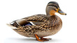 duck isolated on white,
 A duck on a white background