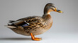 duck on the water,
 A duck on a white background