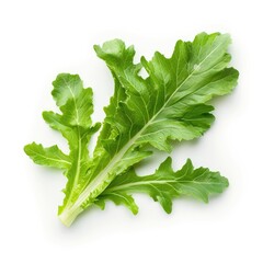 Wall Mural - Fresh green leaves of endive frisee chicory salad isolated on white background with full depth of field. Top view. Flat lay isolated on white background 