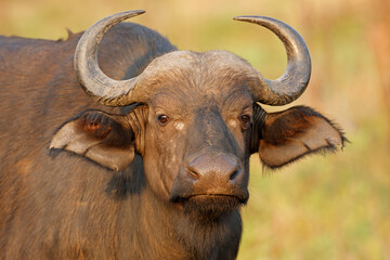 Wall Mural - portrait of an african or cape buffalo (syncerus caffer), kruger national park, south africa.