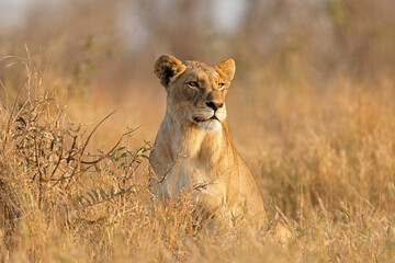 Wall Mural - an alert lioness (panthera leo) in natural habitat, kruger national park, south africa.