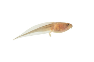Wall Mural - reed frog tadpole with hind legs in the process of metamorphosis