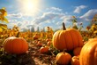 Autumnal, splendor, pumpkin patch, fall, harvest, seasonal, foliage, orange, leaves, cozy, autumn, gourds, Halloween, Thanksgiving, squash, decorative, farm, October, November, countryside, rustic, tr