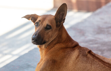 Wall Mural - Portrait of a red dog in the city