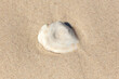 White pebble in the sand on the seashore