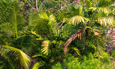 Wall Mural - Green trees in a tropical park as a background