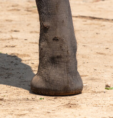 Sticker - Large elephant feet close up