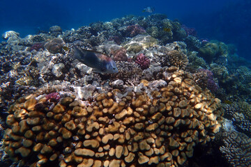 Sticker - nice coral reef in the Egypt, Safaga