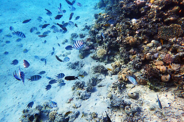 Sticker - nice coral reef in the Egypt, Safaga