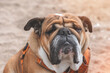  Close up sad Red English British Bulldog Dog stting on seaside