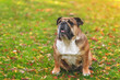 classic Red English British Bulldog Dog sitting on grass on autumn sunny day