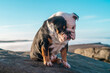 Sad English British Bulldog Dog sitting on top of mountains against blue sky