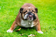 classic Red English British Bulldog Dog playing with stick on grass on sunny day