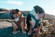 two Bulldogs Dogs sitting on top of the mountain on sunny day	