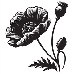 Poppy black and white vector silhouette with white background