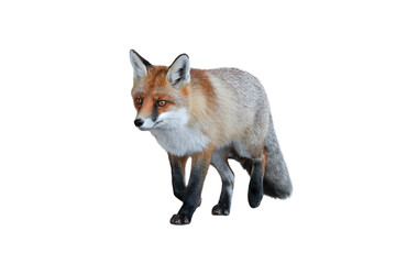 Sticker - fox isolated on white background