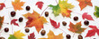 banner with autumn maple leaves and chestnuts on a white background, top view. flat lay.