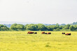 Cows grazing on a grass meadow in the countryside