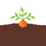 Fototapeta  - Carrot growing in garden. Vegetable in organic soil. Vector cartoon flat illustration.