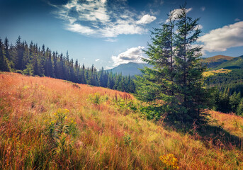 Poster - Stunning summer scene of two fir trees on the mountain glade. Sunny morning view of Carpathian mountains, Ukraine, Europe. Beauty of nature concept background.