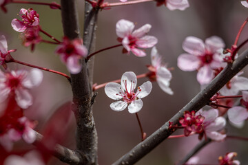 Wall Mural - Full frame abstract texture background of flower blossoms on a purple leaf sand cherry bush (prunus cistena)