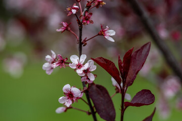 Wall Mural - Full frame abstract texture background of flower blossoms on a purple leaf sand cherry bush (prunus cistena)
