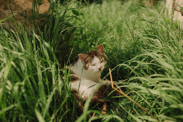 A domestic cat is laying in green grass. A non-pedigreed cat, circles in blurred background, looks at the camera. A pet in nature. The village, the park.