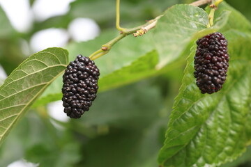 Wall Mural -  Morus rubra, commonly known as the red mulberry, is a species of mulberry native to eastern and central North America