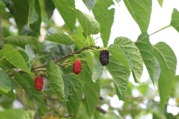 Wall Mural -  Morus rubra, commonly known as the red mulberry, is a species of mulberry native to eastern and central North America