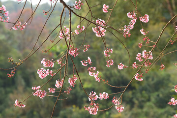Wall Mural - Phaya suae flower or sakura flower in Thailand
