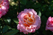 Augusta Luise Rose blooming in a rose garden in summer