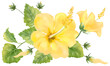 黄色いハイビスカスの花のイラスト