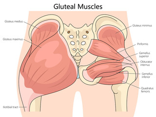 Wall Mural - anatomy of human gluteal muscles, including labels for each muscle structure diagram hand drawn schematic raster illustration. Medical science educational illustration