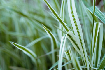 Carex oshimensis or the Japanese sedge. Carex evergold grass in the garden close up