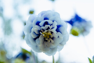 Aquilegia blue-white double Winky series 'Columbine'. Aquilegia vulgaris blue garden flowers. Booming flowers in the garden